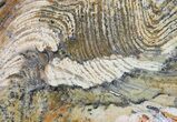Strelley Pool Stromatolite Slice - Billion Years Old #50740-1